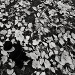 autumn-leaves-a-black-and-white-photo-inspired-by-bert-hardy-pexels-contest-winner-inspired-by-v-